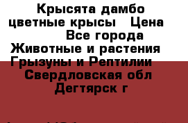Крысята дамбо цветные крысы › Цена ­ 250 - Все города Животные и растения » Грызуны и Рептилии   . Свердловская обл.,Дегтярск г.